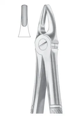 Fig.2 Upper Laterals &amp; Canines 